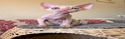 Devon Rex cats for sale: very beautiful Devon Rex boy - Advert 9