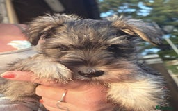 Miniature Schnauzer dogs for sale: Miniature schnauzer puppy - Image 3