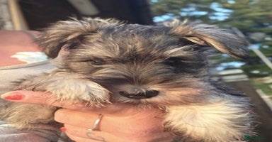 Miniature Schnauzer dogs - Advert 6
