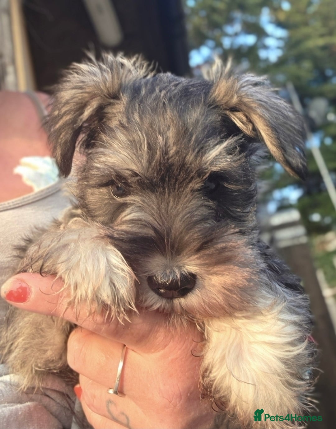 Miniature Schnauzer dogs for sale: Miniature schnauzer puppy - Image 3