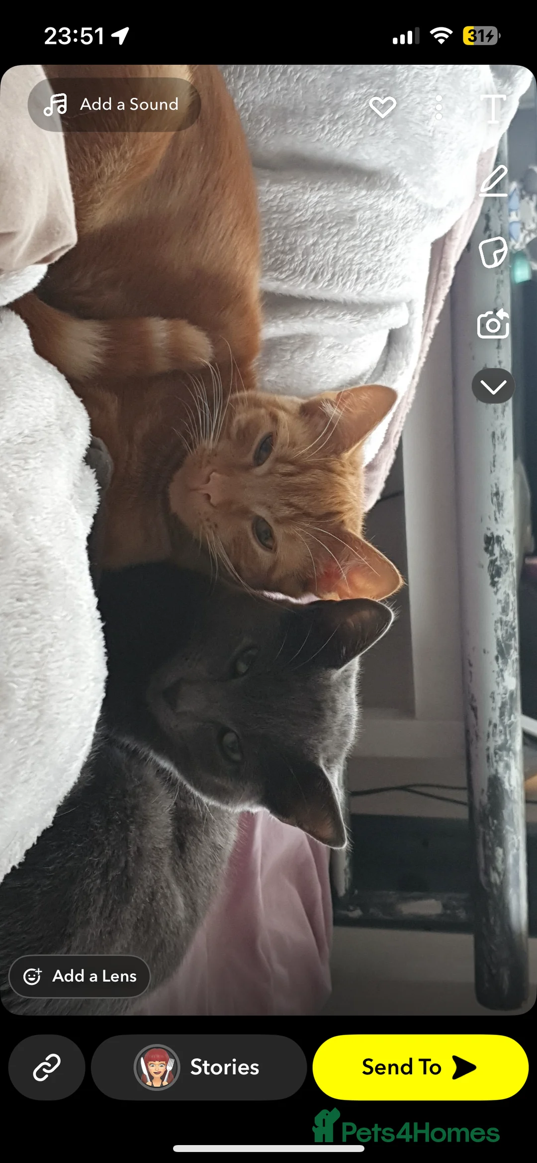 Mixed Breed cats for sale: Rehoming Cats  in Grimsby - Advert 5