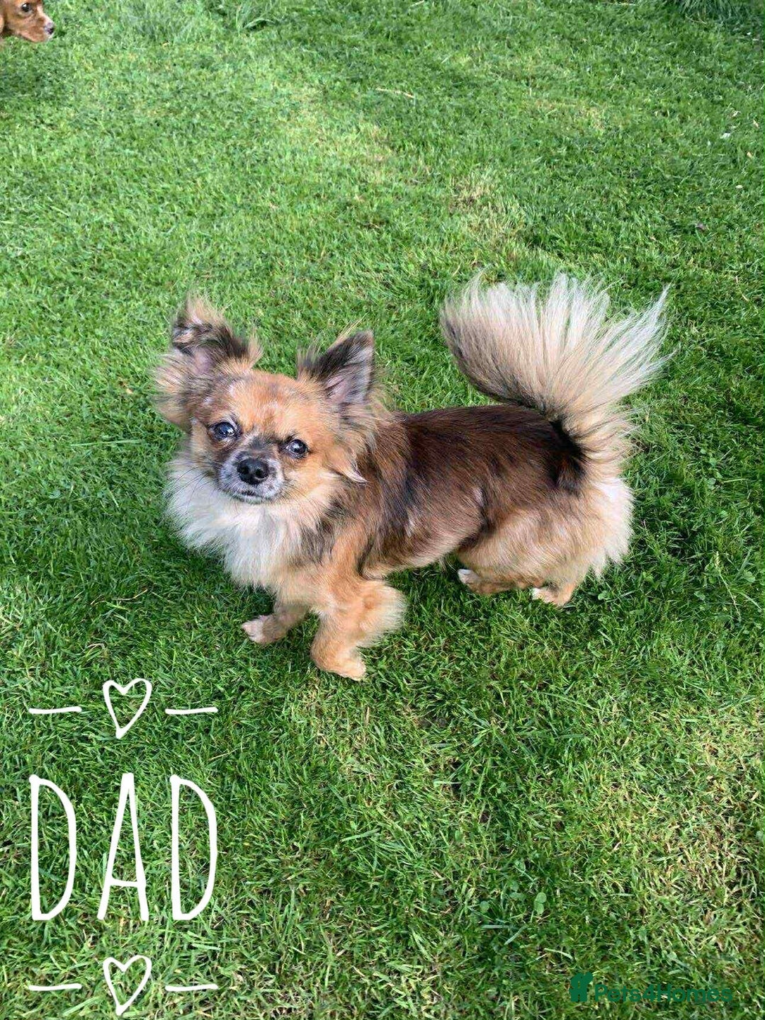 Chihuahua dogs for sale: Merle Chihuahua Puppies Longhaired Apple-head - Advert 18