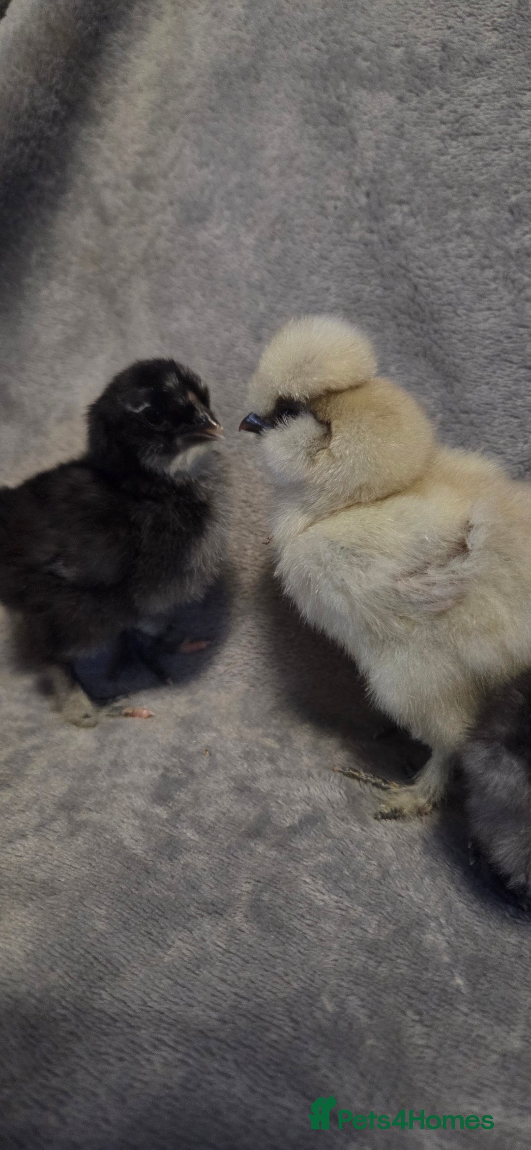 Chickens poultry for sale:  NEW 2026 USA  silkie/ silkies chick's  - Advert 3
