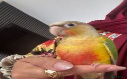 Conures birds for sale: Beautiful hand tame conure - Image 3