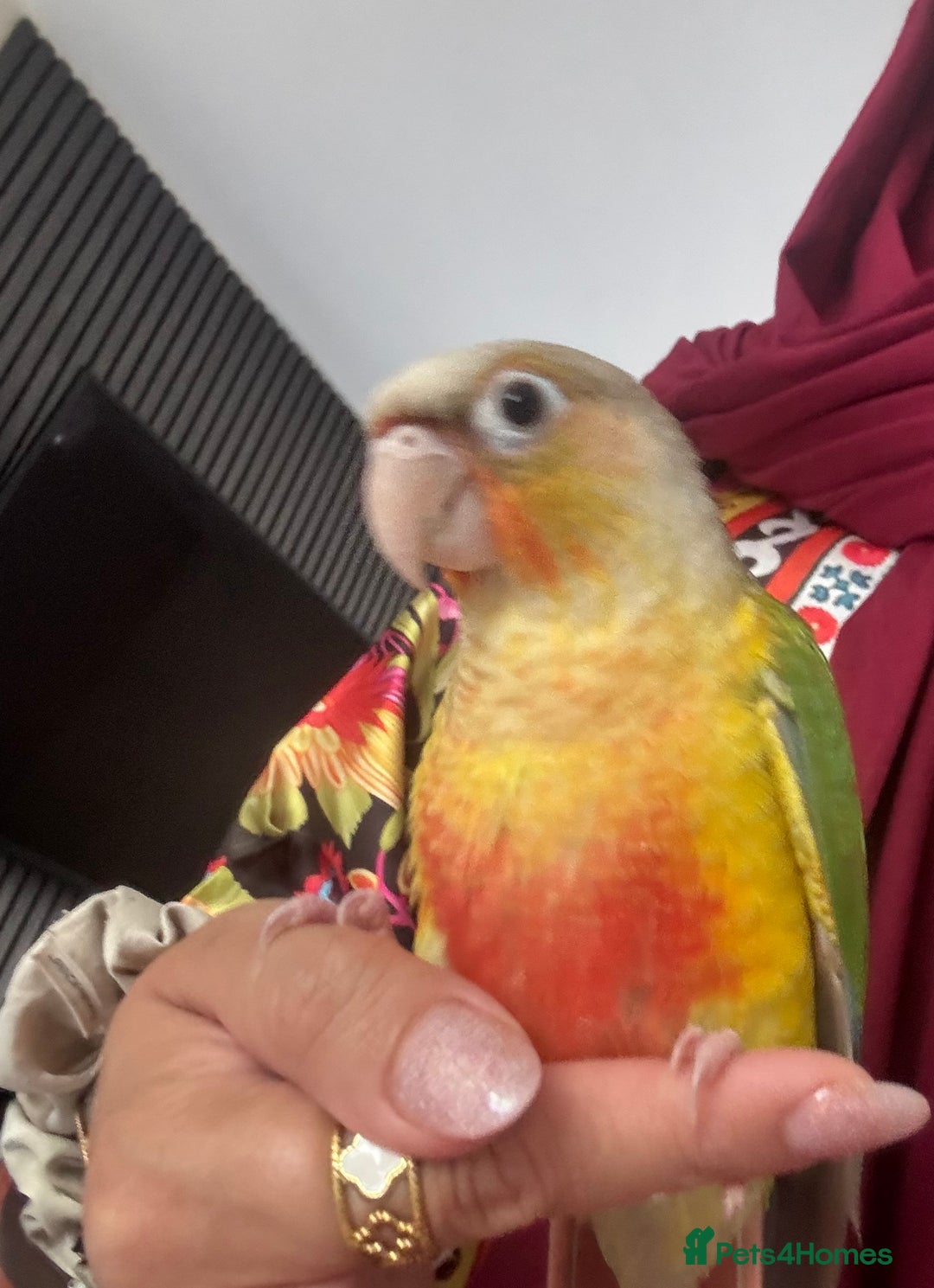 Conures birds for sale: Beautiful hand tame conure - Image 3
