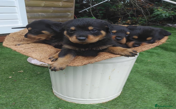 Rottweiler dogs - Advert 1