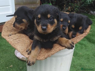 Rottweiler dogs - Advert 25