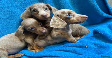 Miniature Dachshund dogs - Advert 8