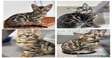 Bengal cats - Advert 8