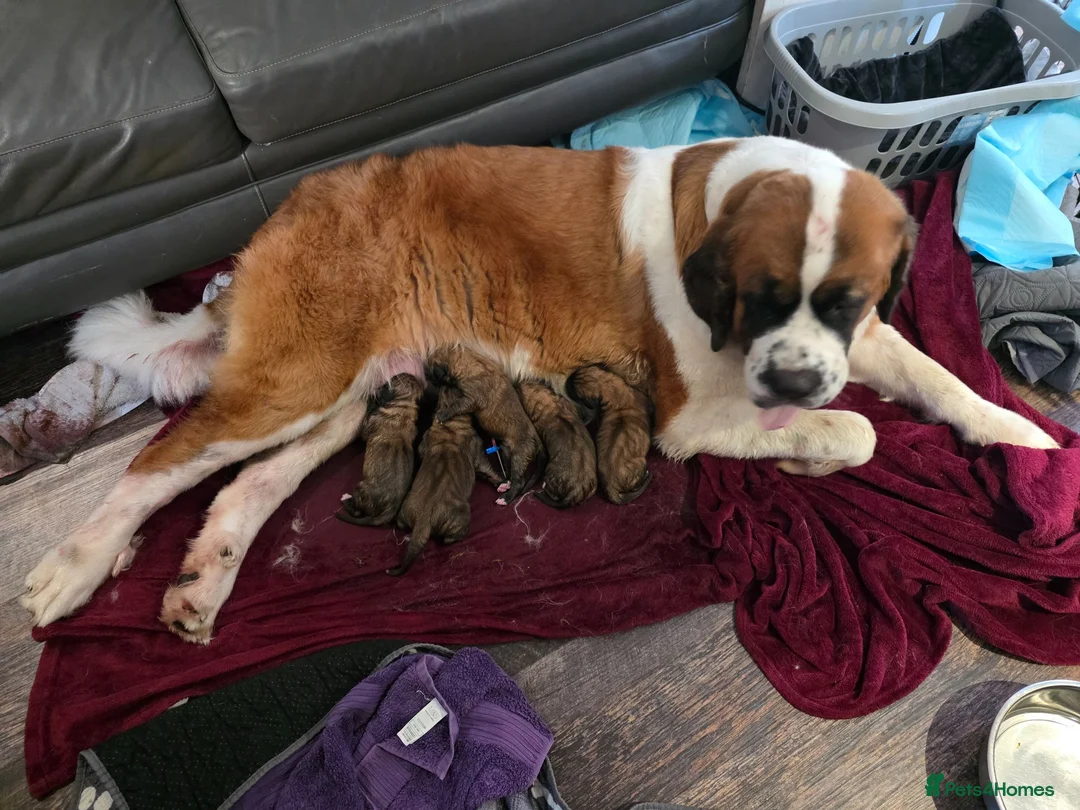 Dogue De Bordeaux dogs for sale: Beautiful puppies looking for forever homes  - Advert 2
