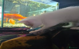 Mixed Breed cats for sale: SweetPlayfulKitten–Socialised with Dog 😻 - Image 14