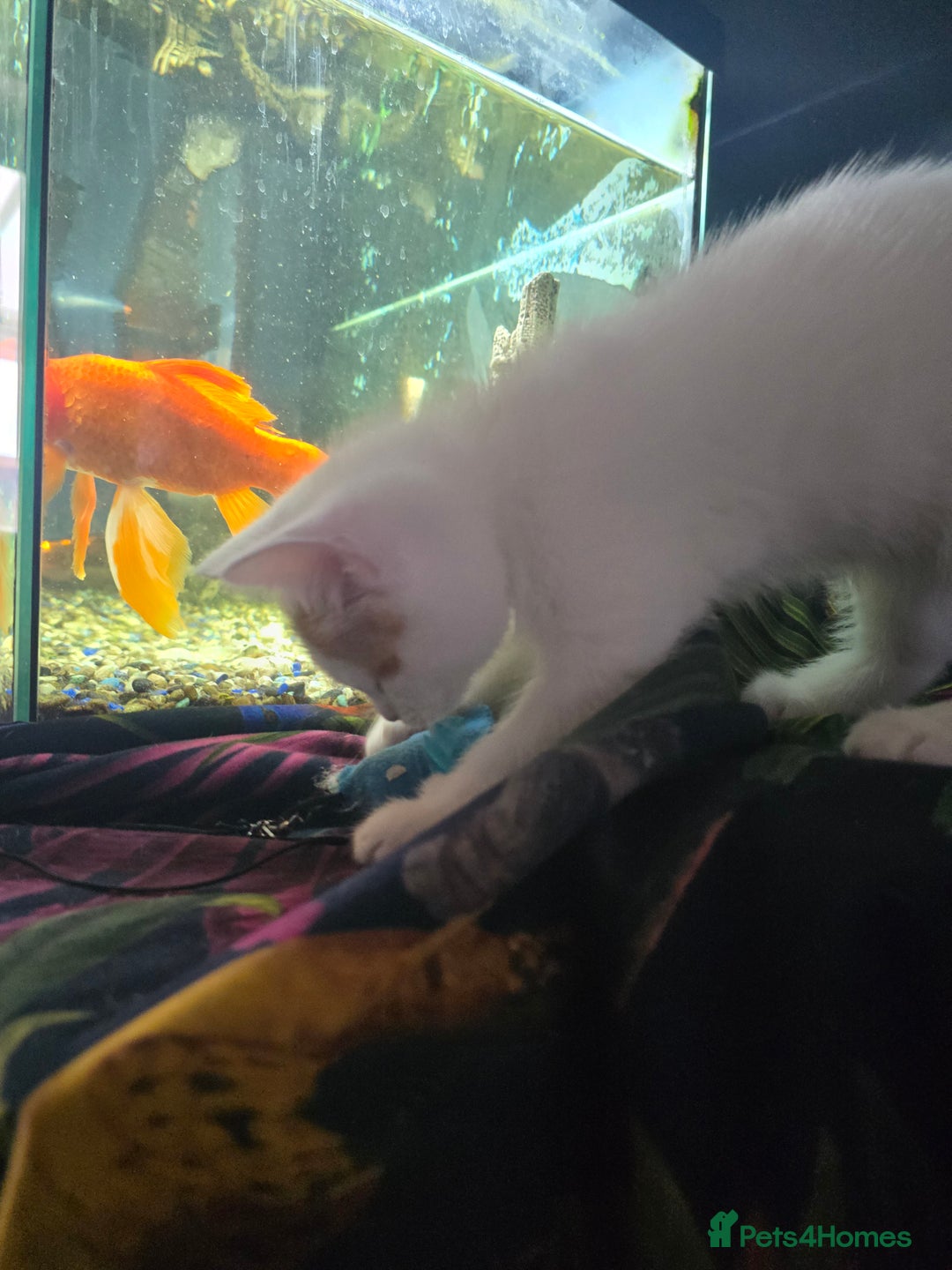 Mixed Breed cats for sale: SweetPlayfulKitten–Socialised with Dog 😻 - Image 14