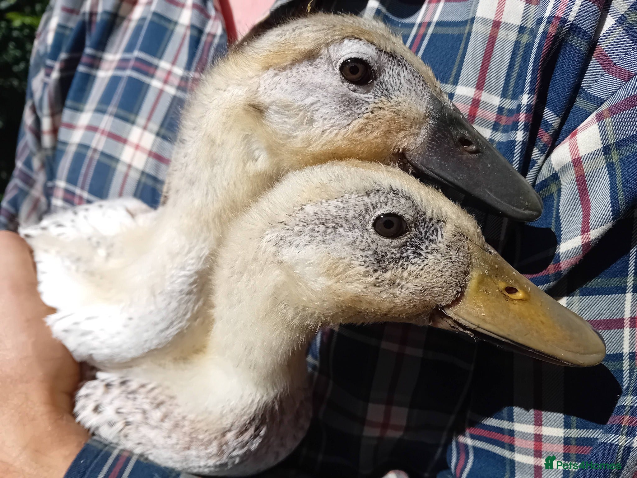 Ducks poultry for sale: 2x Pure Silver Indian Runner duck breeding pairs - Advert 1
