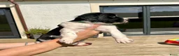 English Springer Spaniel dogs for sale: KC registered English Springer Spaniels - Advert 38