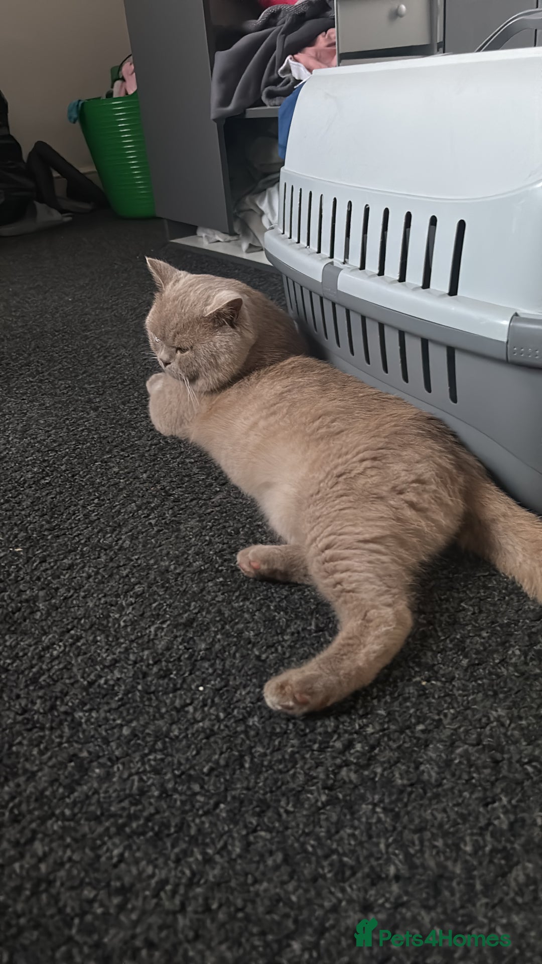 British Shorthair cats for stud: Lilac bsh stud duties - Image 3