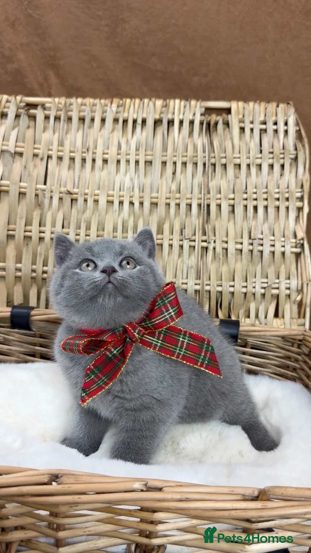 British Shorthair cats for sale: GCCF health tested British Shorthair Kitten  - Advert 2