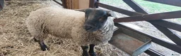 Sheep livestock for sale: Suffolk Wether - Advert 2