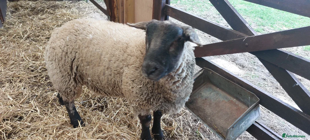 Sheep livestock for sale: Suffolk Wether - Advert 2