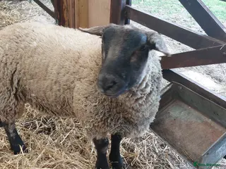 Sheep livestock Suffolk Wether - Advert 8