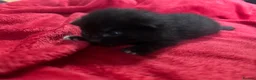 Mixed Breed cats for sale: Fabulous kittens for sale! - Advert 8