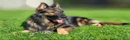 German Shepherd dogs for sale: 8 year old German shepherd  - Advert 6