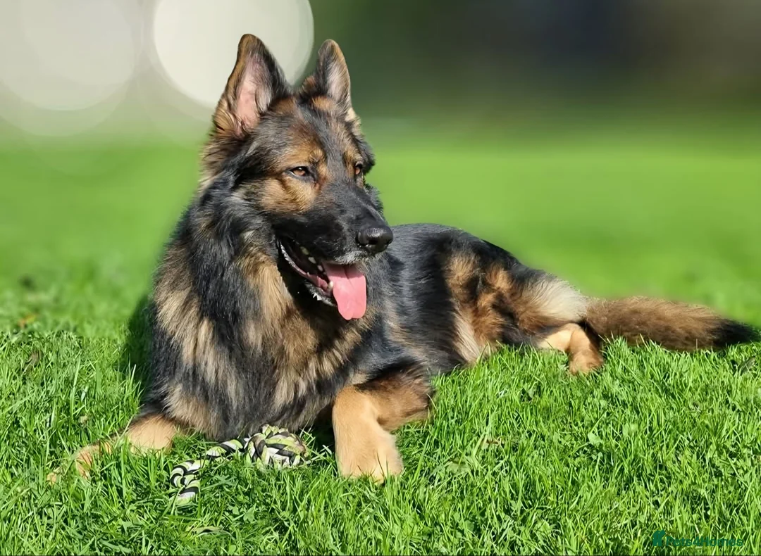 German Shepherd dogs for sale: 8 year old German shepherd  - Advert 6