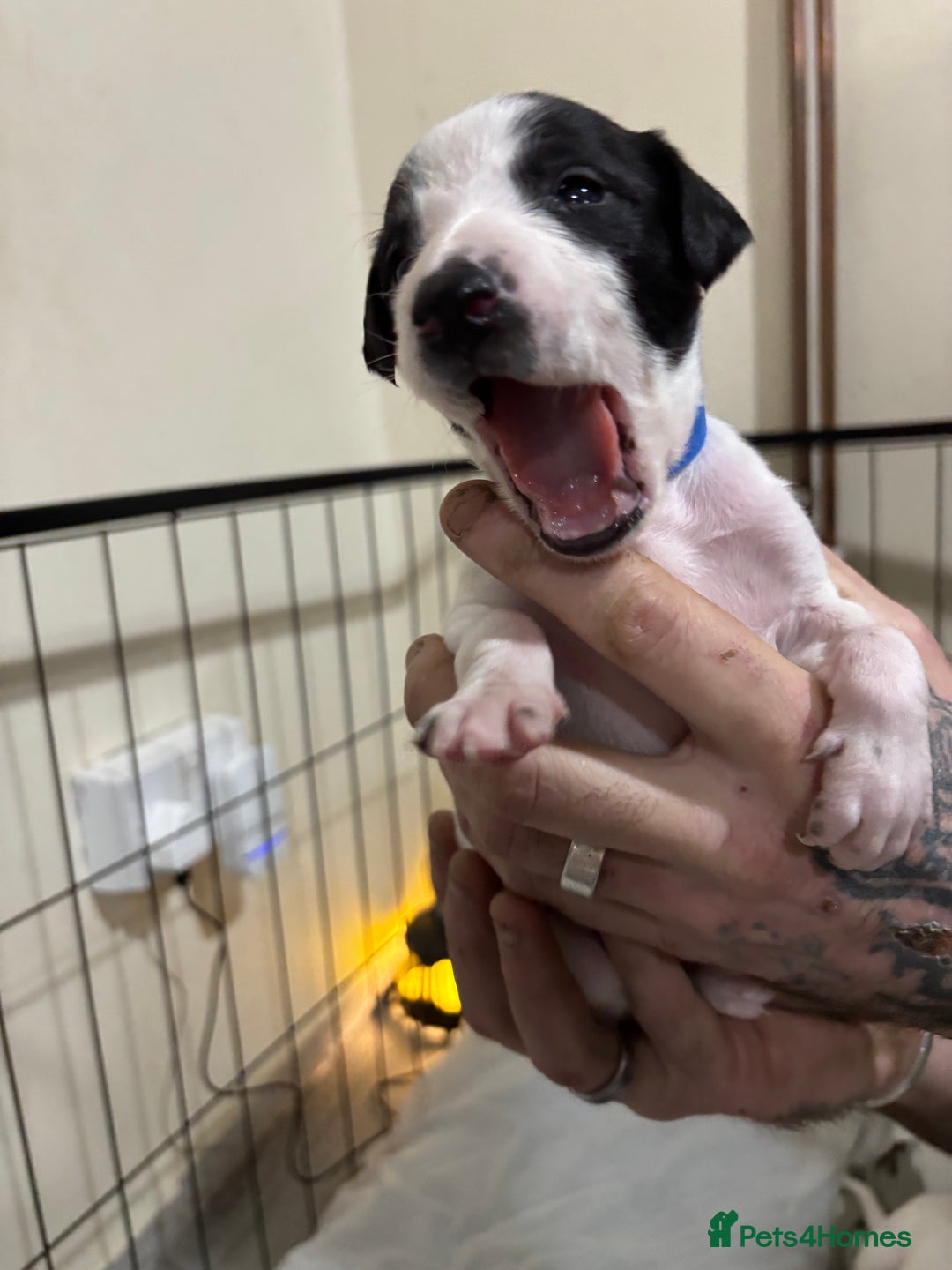 Whippet dogs for sale: Whippet puppies  - Advert 2