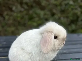 Mini Lop rabbits PEDIGREE MINI LOP BABIES READY TO RESERVE - Advert 17