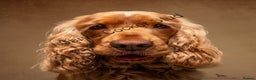 Cocker Spaniel dogs for stud: EXTENSIVELY Health Tested KC Show Cocker STUD in Chesterfield - Advert 2