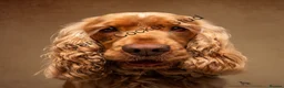 Cocker Spaniel dogs for stud: EXTENSIVELY Health Tested KC Show Cocker STUD in Chesterfield - Advert 2