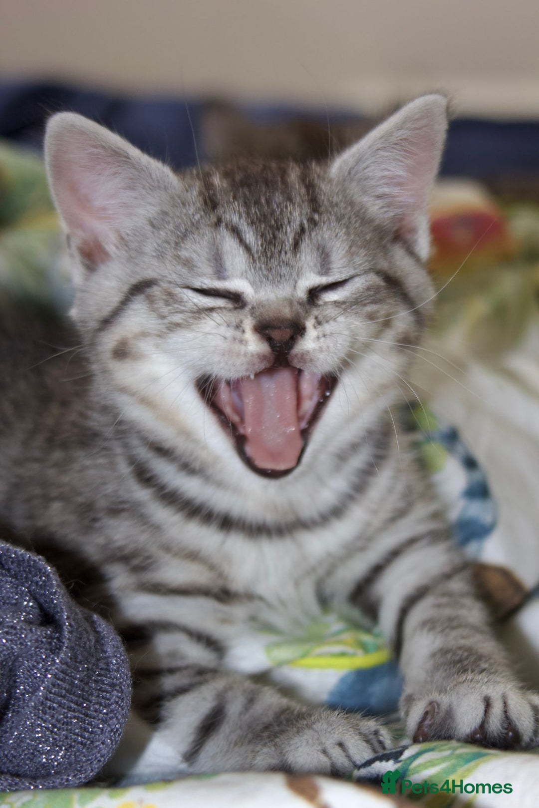 British Shorthair cats for sale: GCCF REGISTERED CHAMPION LINES SILVER SPOTTED BSH - Image 18