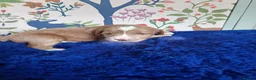 Australian Labradoodle dogs for sale: Pure Australian labradoddle  - Advert 11