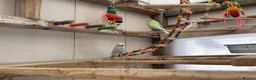 Budgerigars birds for sale: Budgies for sale  in Poole - Advert 4