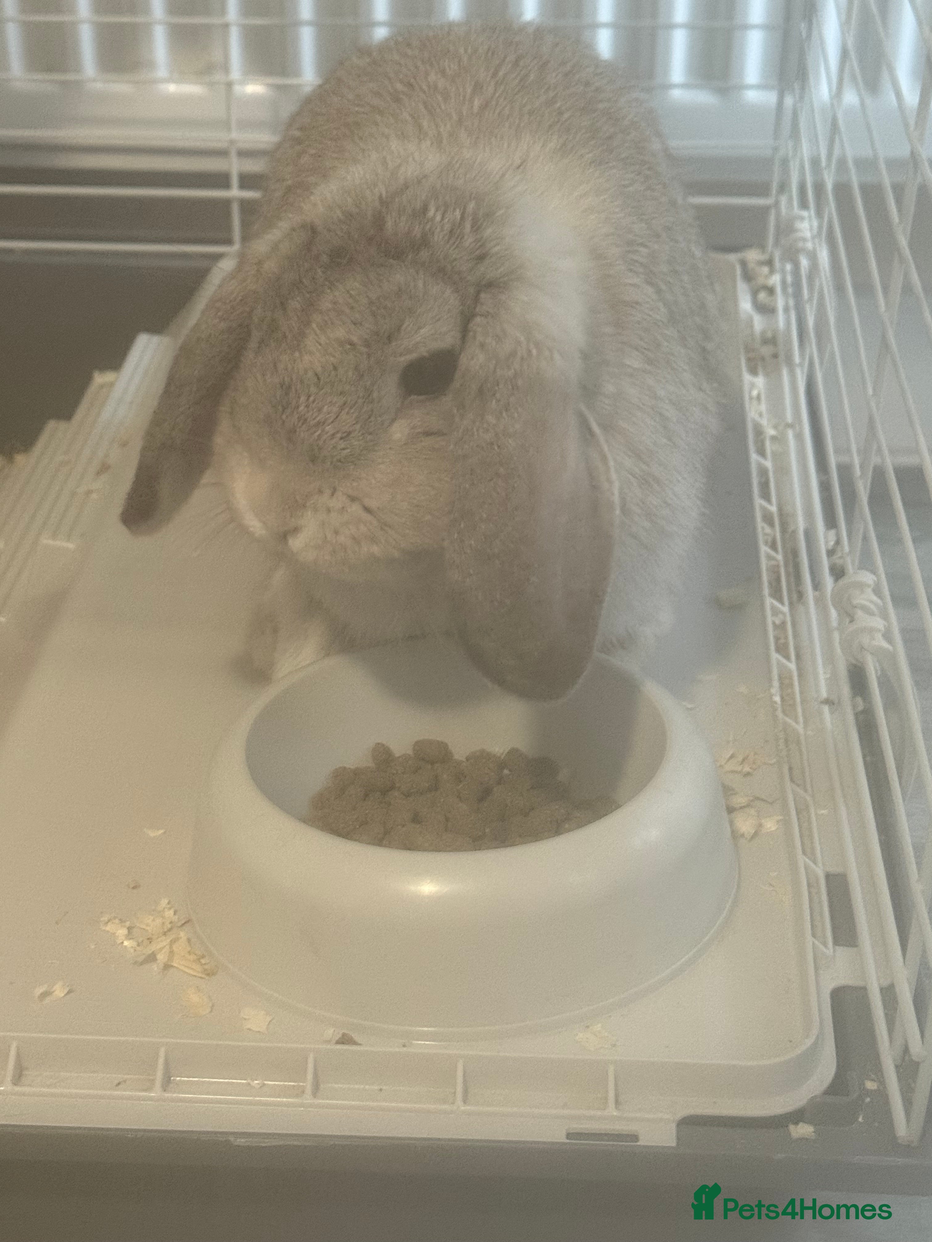 Mini Lop rabbits Mini flop - Advert 1