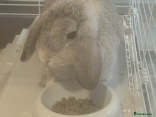 Mini Lop rabbits Mini flop - Advert 3