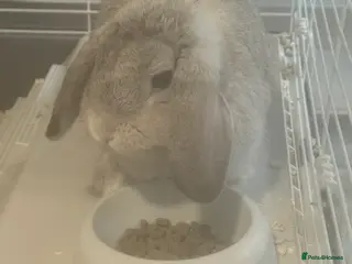 Mini Lop rabbits Mini flop - Advert 20