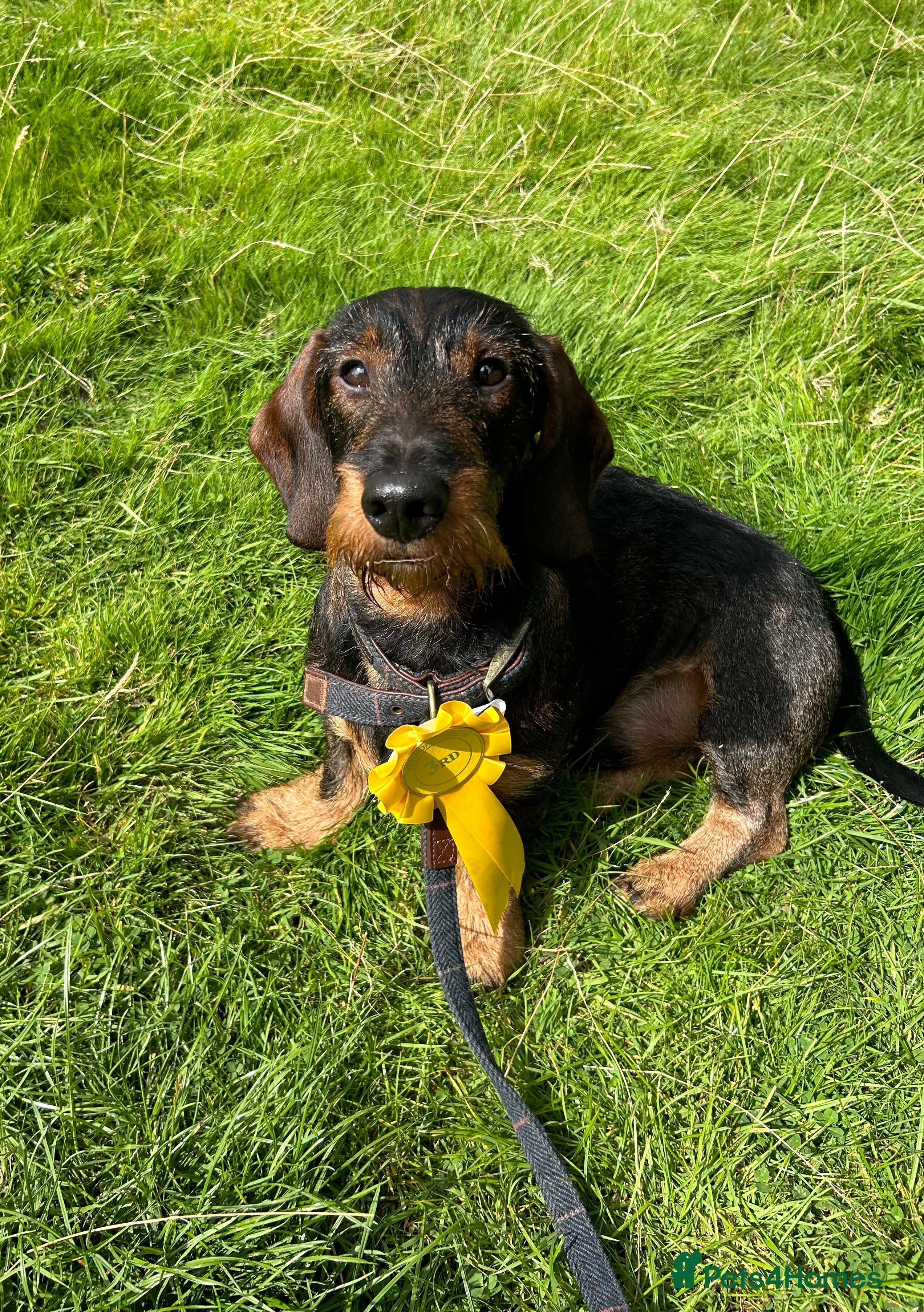 Dachshund dogs COI 0% North Yorkshire Wire Haired Dachshund Stud - Advert 2