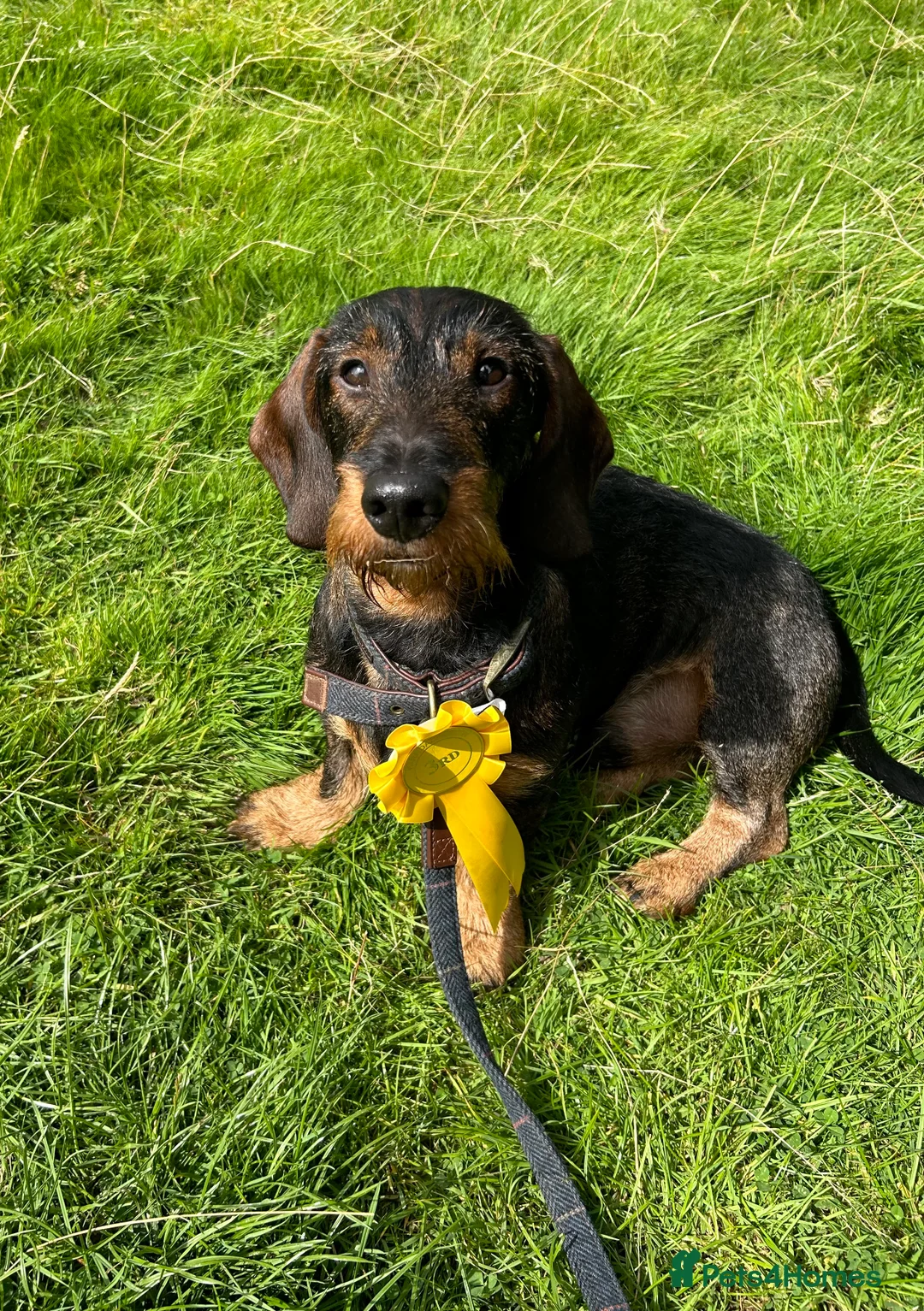 Dachshund dogs for stud: COI 0% North Yorkshire Wire Haired Dachshund Stud - Advert 1