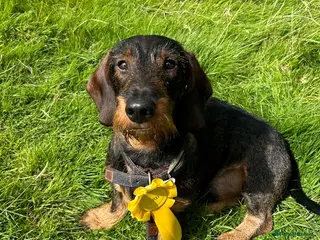 Dachshund dogs COI 0% North Yorkshire Wire Haired Dachshund Stud - Advert 8