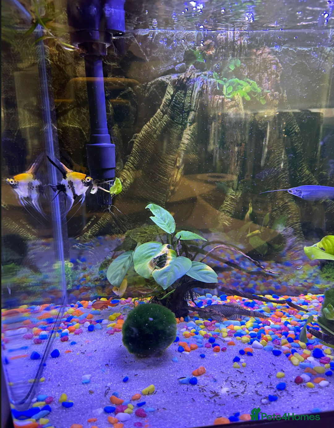 Other/Mixed Breed fish for sale: fish tank with fishes - Image 2