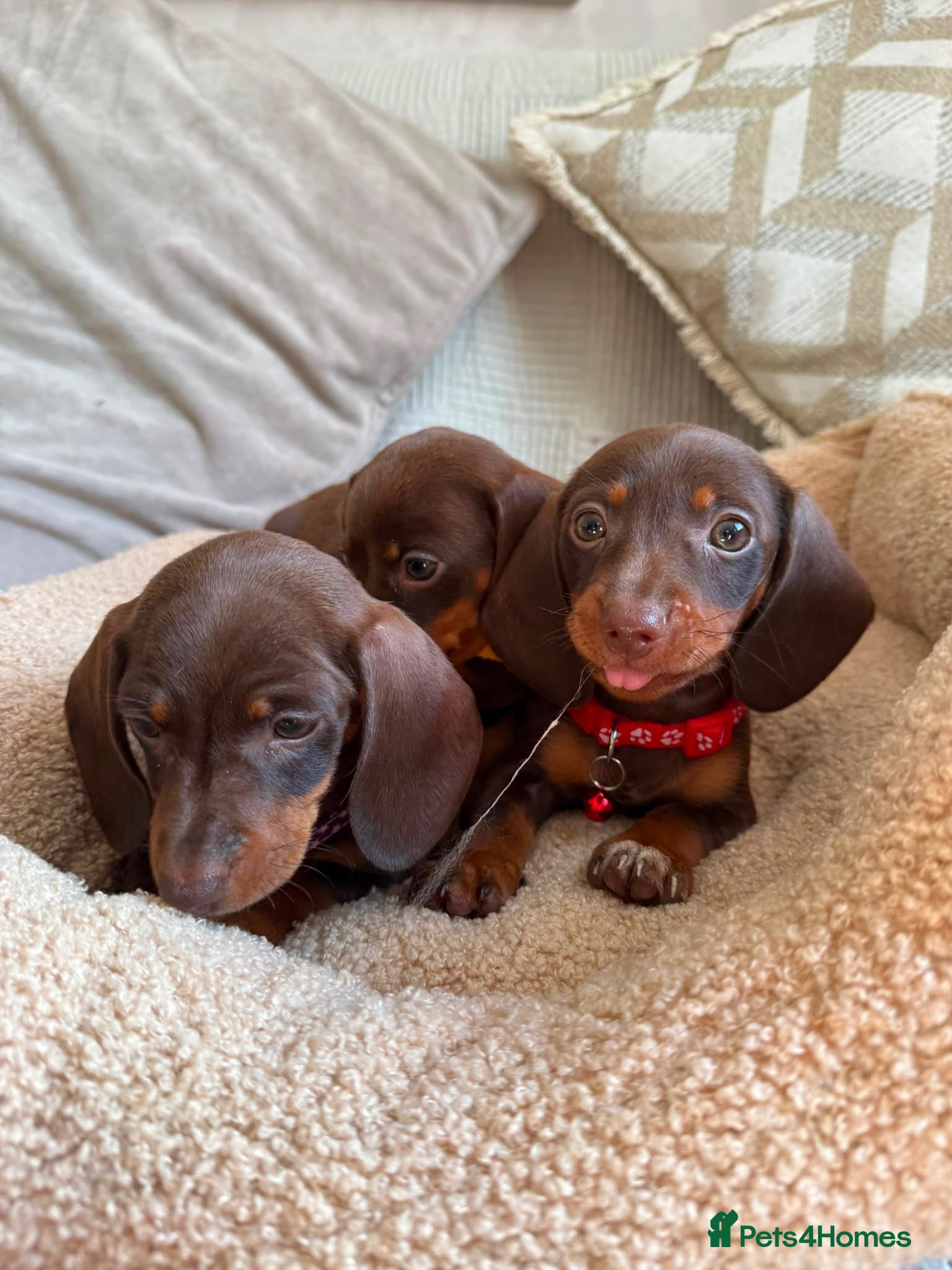 Dachshund dogs Dachshund  - Advert 1
