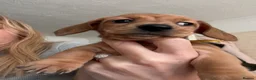 Miniature Dachshund dogs for sale: RED DAPPLE MINIATURE DACHSHUND  - Advert 16