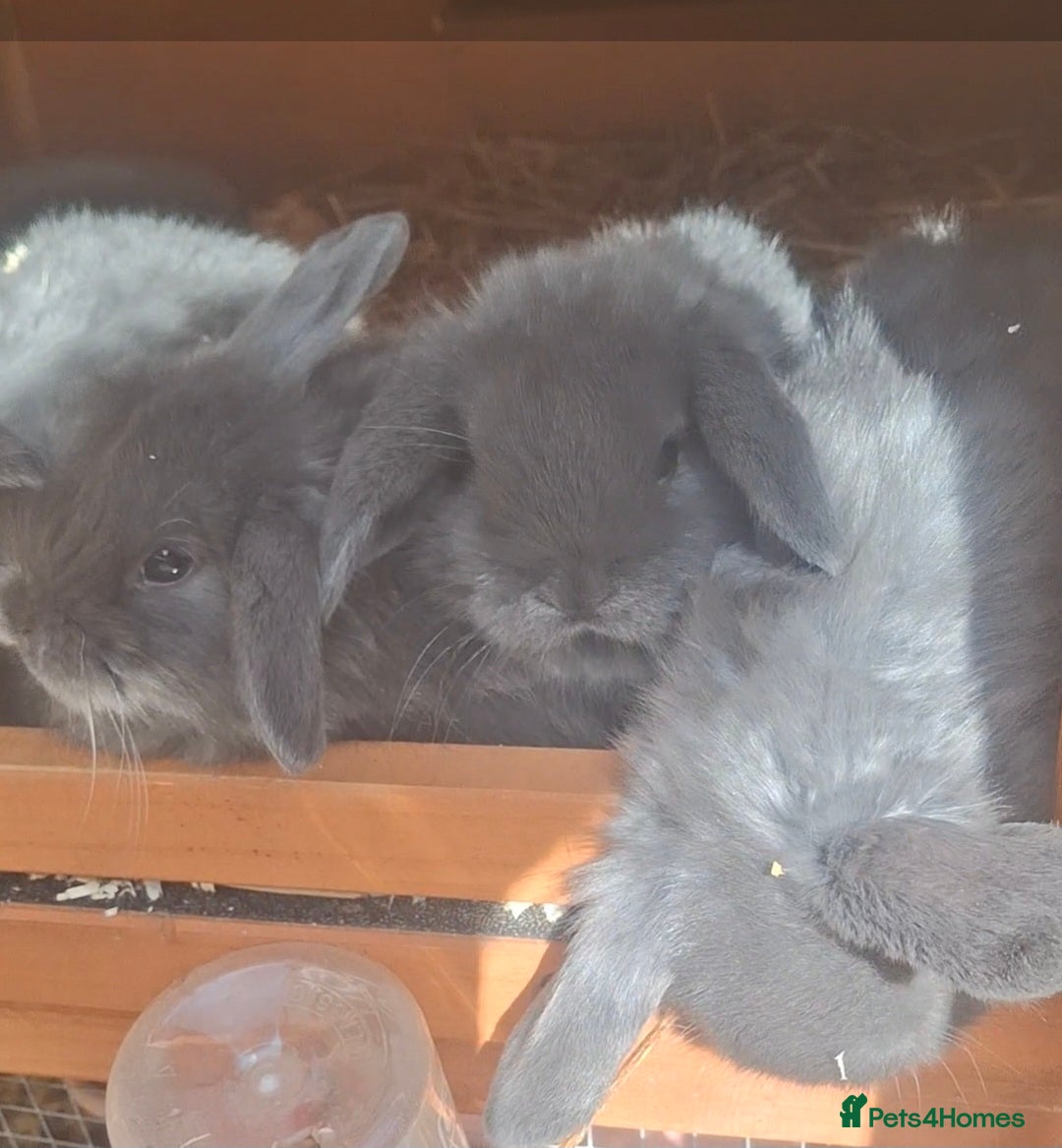Mini Lop rabbits Beautiful full mini lops  - Advert 1