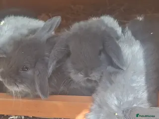 Mini Lop rabbits Beautiful full mini lops - Advert 1