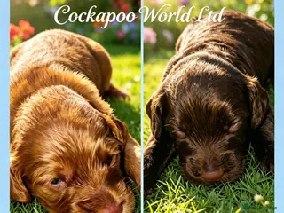 Cockapoo dogs DNA CLEAR, Stunning cockapoos, Ready 5th September - Advert 6