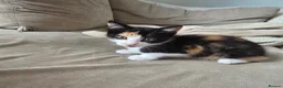 Mixed Breed cats for sale: Kittens for sale in Northwich - Advert 6