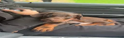 Dobermann dogs for sale: Dobermann Male Brown and Tan in Glasgow - Advert 3