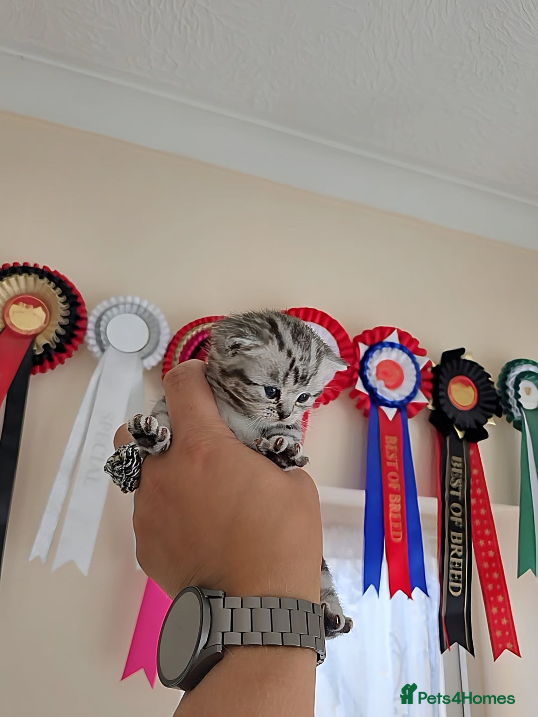 British Shorthair cats for sale: Silver Tabby kitten with his mother  - Image 25