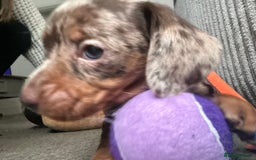 Miniature Dachshund dogs for sale: Miniature dashound puppies 💕💙  - Image 9