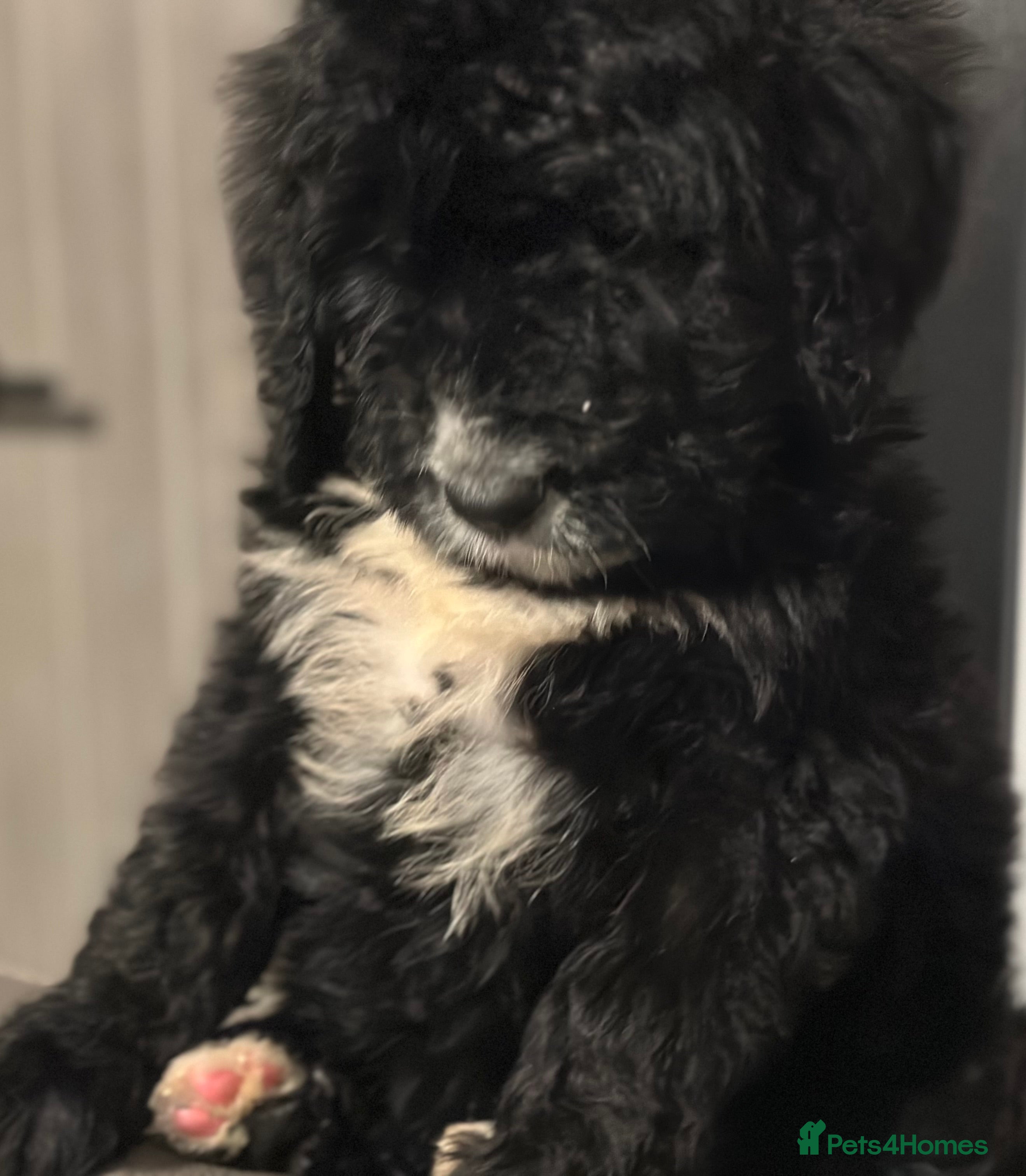 Bernedoodle dogs F1 STANDARD BERNADOODLE LAST BOYS AVAILABLE - Advert 7